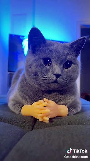 Cute Cat with Tiny Hands Meme Compilation