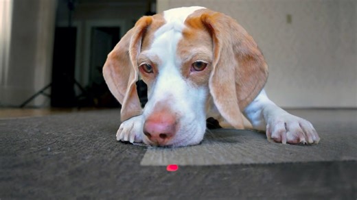 A laser chase leads a dog to an unexpected pile of treats