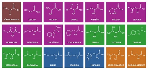 Los 20 aminoácidos naturales (listado, tabla y clasificación) — Saber es práctico