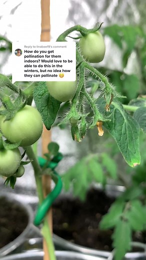 Hand Pollination Techniques for Growing Tomatoes Indoors During Winter