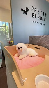 109K views · 2.1K reactions | Let’s welcome the newly added pup in our cute zone!來 This is our adult Mini Bichon with round and velvety coat, dolly face and gentle personality.懶#PrettyBubbleMNL #PrettyBubbleDog #MiniBichon #bichon #bichonfrise #bichonsofinstagram #bichonfrisé #dogsofinstagram #puppy #pet #puppylove #Petlovers #reels | Pretty Bubble Dog | Facebook
