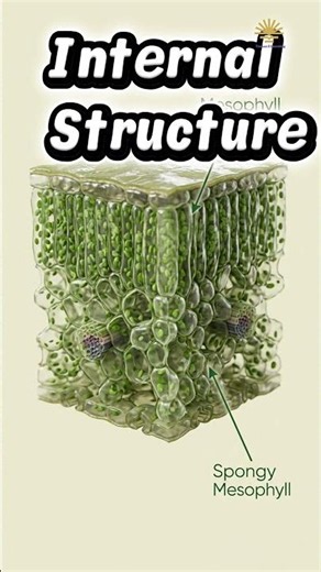 Leaf Structure Explained | Parts of a Leaf and Their Functions | O Level Biology