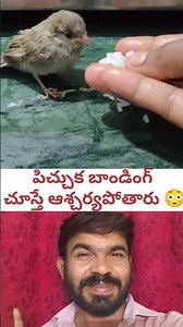 పిచ్చుక బాండింగ్ చూస్తే ఆశ్చర్యపోతారు 😳 #amazing #shorts #viralvideo #shortvideo #short