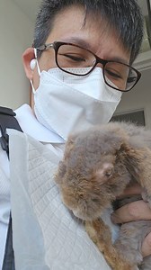 Story of Andrea the Holland Lop This is Andrea, going on 13 years old and I have been grooming her for 8 years. She is the last of the Jubilee rescue batch years ago.. Tears start to stream as I type this. As a Groomer, we inevitably face death more often than anyone else. Every single bunny that I groom stays with me for more than 5 years of service and they are like my god chewren. We enjoy a fabulous love-hate relationship. I love them, they hate grooming. I went to groom my Empress Dowager o