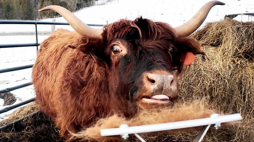 How to Know When Your Cows Will Calve: Signs to Watch For