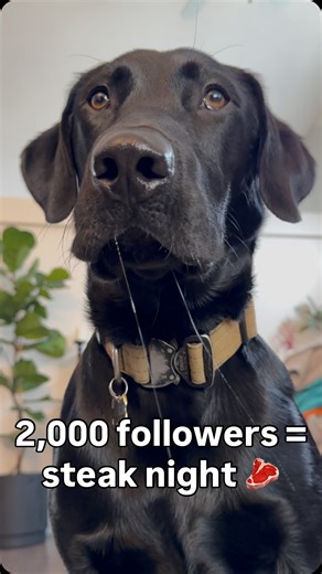 CHARLIE | The Black Lab on Instagram: "Charlie is so thankful for 2k already… what should he get when we hit 5k?? 👀🥩 #blacklab #labradorlife #dogreels #labsofinstagram #dogsofinstagram"