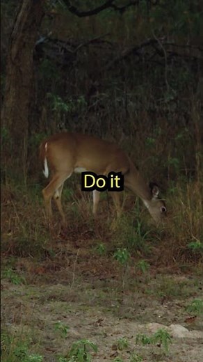 50 BMG DESTROYS Deer #highroadhunting