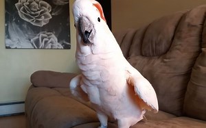 【鹦鹉】Pebble总是在喊狗狗过来~难到是在叫…