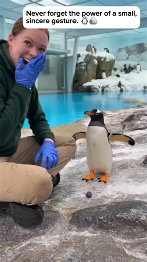 3.7M views · 113K reactions | Gentoo penguins are famous for giving rocks to each other as part of their courtship ritual to build a nest! This little one clearly loves his keeper and brought her a special present. Look at that confident stance and the proud little wing-flaps! Heart melted. ​What's the best (or weirdest) gift your pet has ever given you? ​#PenguinLove #GentooPenguin #AnimalGifts #ZooKeeperLife #CutestThing | Smart Animals | Facebook