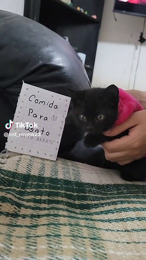 Comida para Gato Barato: Menús Originales que tu Felino Amarará