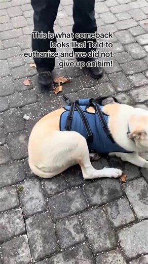 @sammys_chairot_of_fire on Instagram: "It has been 3 years and 3 years I will never forget! This is Sammy at his worst 3 years ago. As you can see at this time why euthanasia was recommended. I had barely any family and friend support as most told me to euthanize Sammy as I could not care for him. I said NO! This dog has a life and if we give him the right supports he can thrive! For me as mother, what cost do you put on showing your son that has a learning “disability” who is not “perfect” to a