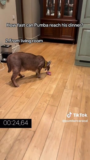 Floppa: La Rapidez en el Mundo Animal