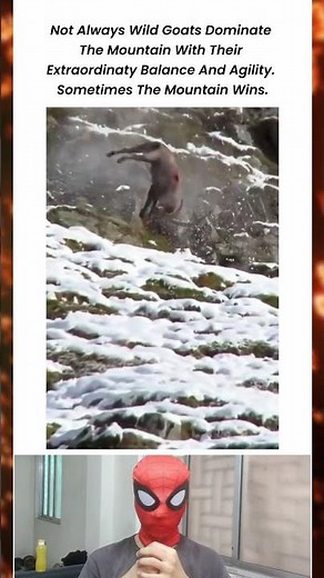 Shocking Moment a Mountain Goat Falls from the Cliff
