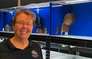 26 reactions | Premium red scarlet snakeskin! Love the fine pattern especially around their face ❤️ Goldenstatediscus.com Or Text/call Lynda @ 916-257-5334 | Golden State Discus | Facebook