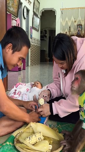 CUTIS's cute confusion while busy taking care of Baby monkey & Newborn baby🤩 #Cutis #cutemonkey #reel #babymonkey | Monkeys Clip