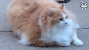 1.2M views · 14K shares | Story of my life: | The Pet Collective | Facebook