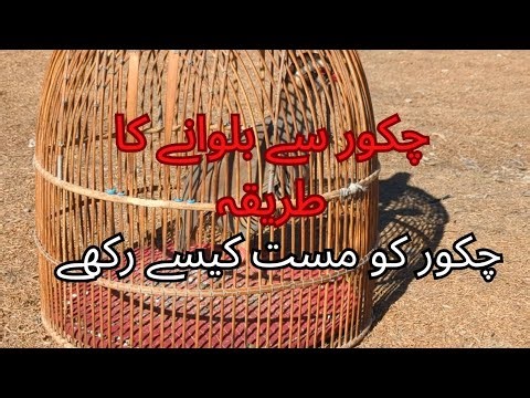 Chakor ko mast kasa Kara/ چکور سے بلوانے کا طریقہ / چکور کو مست کیسے رکھے /