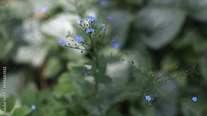 Beautiful, blue forget-me-not flowers. Forget-me-not flowers move in the wind. Green grass and fields in the background. Spring flowering. Green stems and blue flowers.