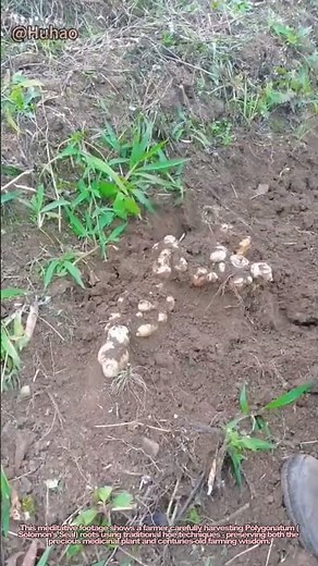 "Ancient Harvesting Technique! Digging Medicinal Roots with Hoe"