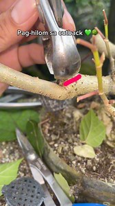 Para pag nag hilomm sya taperd at malinis ang sanga at dimo na mkikita ang pinagputuluann 💚🌳😊 | Yen&Tad-Kahobby