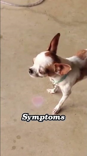 Shake It Off? Not So Fast! 🐶😧: White Shaker Syndrome Explained!