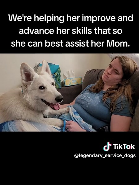 Seizure Alert Training with a White Swiss Shepherd