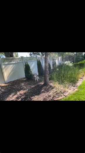 7.2K views · 520 reactions | BEATRIX A very busy little puppy. The game is keep away from puppy with the sharp teeth. | WIRE FOX TERRIER RESCUE MIDWEST | Facebook