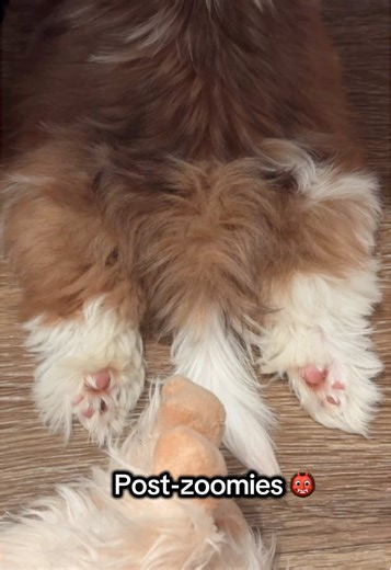 Training Your Shih Tzu Puppy: Post-Zoomies Tips