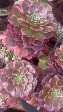 Spring Glow Up 🌿 Aeoniums at Their BEST! #fypyoutube #fypシ #succulent #aeonium #shortvideo