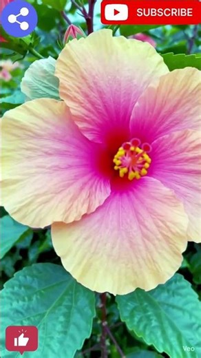 #hibiscus#hibiscus flowers#hibiscus best summer flowering plant@naturalenvironment331