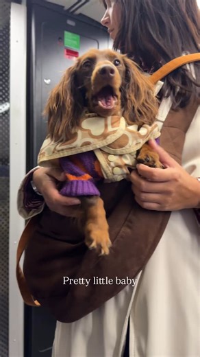 Pretty little baby 🤎 #teckel #dachshund #dwergteckel #langhaarteckel #dachshundsofinstagram #teckelsvannederland | Gaia de teckel