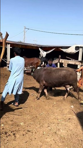 Part 03 Dangerous cow #viralvideos #dangerous #cow