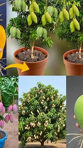 From Mango Pit to Mango Tree — The Surprisingly Easy Way to Grow at Home! | Home & Garden