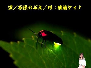蛍／松原のぶえ／唄：後藤ケイ♪
