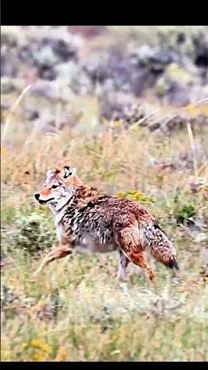 “Full-Speed Coyote Taken Down | Running Shot” #coyota #wildlife #coyotehunting #animals #shortvideo