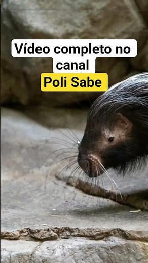 Como instalar o Visual code studio ! Melhor programa para programador ! #visualcpp #pyportal