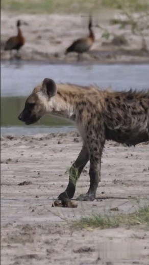 Giant Python Wraps Around a Live Hyena — The Mistake That Changed Everything