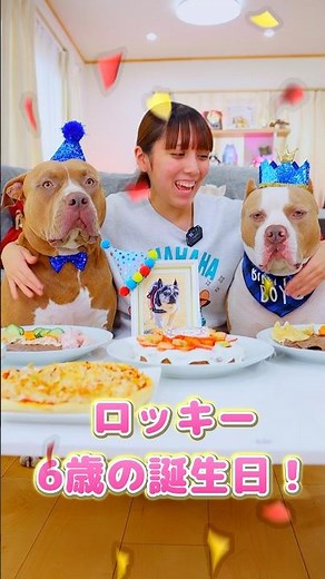 Rocky's 6th birthday! Let's have a party! [American Pit Bull] #shorts