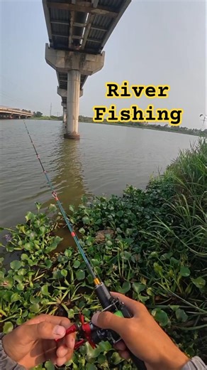 Bridge Hole Carp Catch | River Fishing Action #shorts