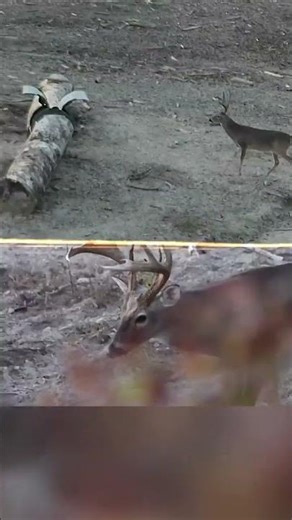 Daytime deadfall feeder!