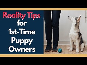 New Puppy Training - Helpful Reality Tips For First Time Dog Owners
