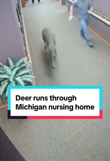 A deer ran through the halls of a nursing home in Hastings, Michigan, as shown on CCTV footage from Monday. Thornapple Manor said the deer left the building in less than a minute and was safely discharged back to the Barry County woods. There were no injuries besides some minor damage to a window and blinds, according to Thornapple Manor. #deer #michigan #nursinghome