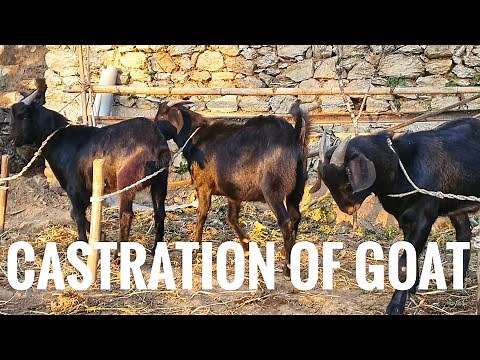 CASTRATION OF GOAT @farmmanagementnepal
