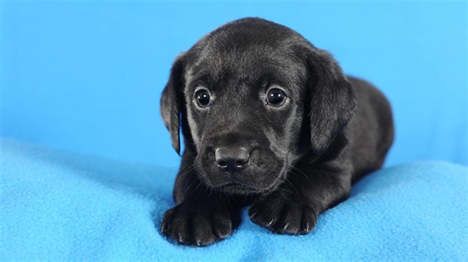 The new black: 26 puppy names for dogs with dark coats