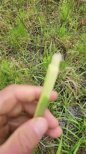 Pro Tip | Sedges Have Edges