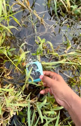 Jbl go 4 Watersnake bass test