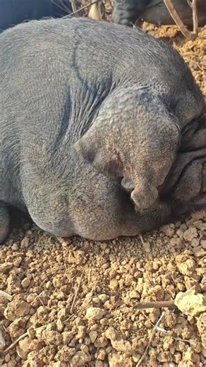 Unveiling the Secrets of the Ancient Chinese Native Pig