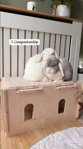 5 Simple Ways to Improve Your Rabbit’s Quality of Life 🐰🤍
