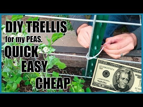 DIY Pea trellis for $20 (Quick, Easy & Cheap)