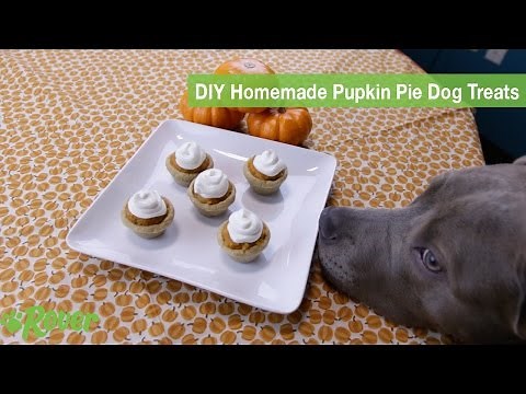 Easy DIY Pumpkin Pie Dog Treats Recipe - Homemade & Healthy with Rover
